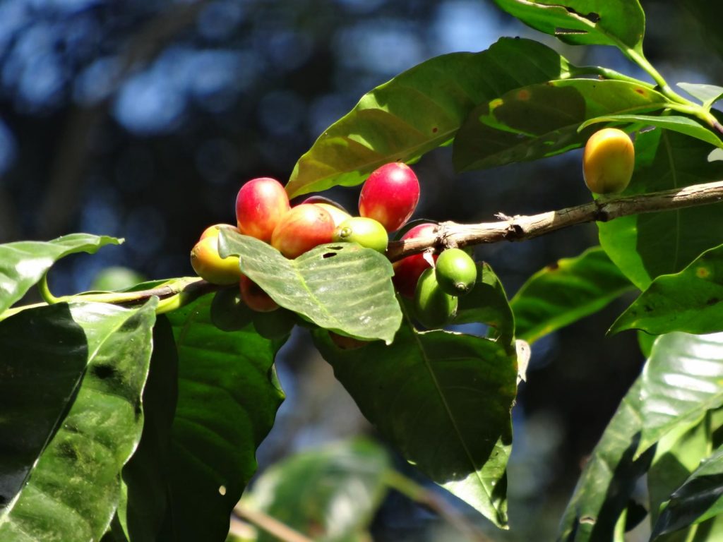 Coffee pot with fresh fruit. 